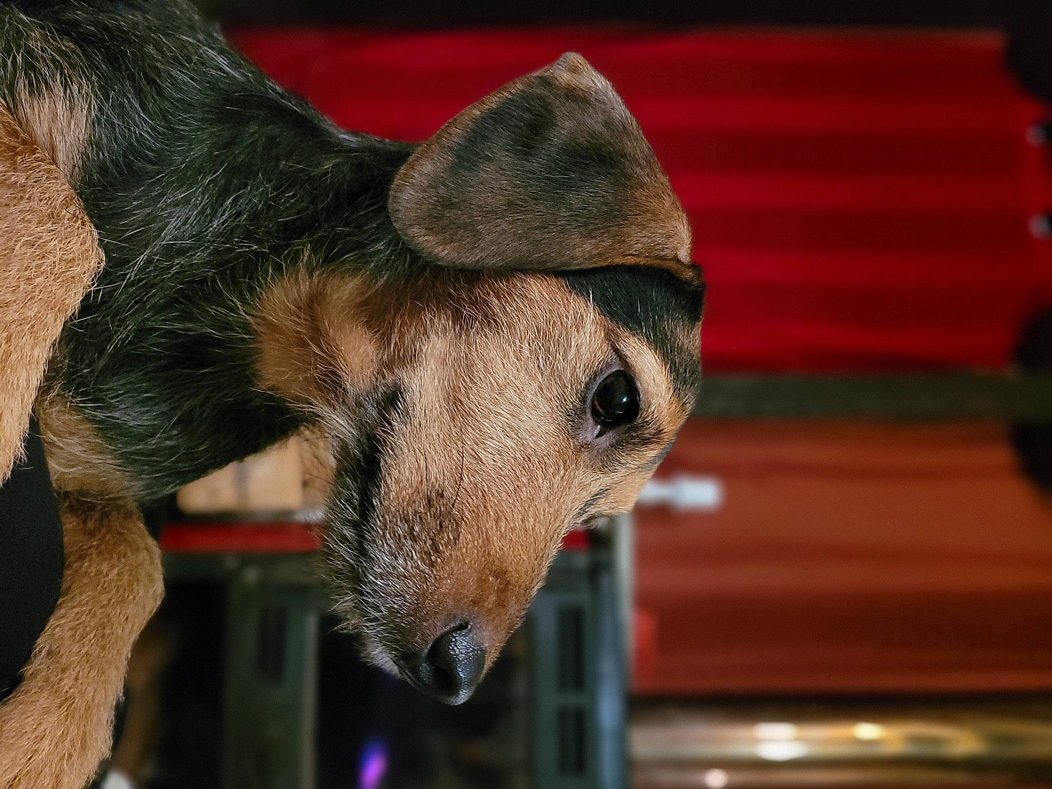 Naya a rejoint le concours — aidez-le/la à gagner de superbes lots ! canidae, carnivore, collar, companion_dog, dog, dog_breed, dog_clothes, dog_supply, ear, fashion_accessory, fawn, fur, hat, pet_supply, snout, sporting_group, whiskers, wildlife, wood, working_animal