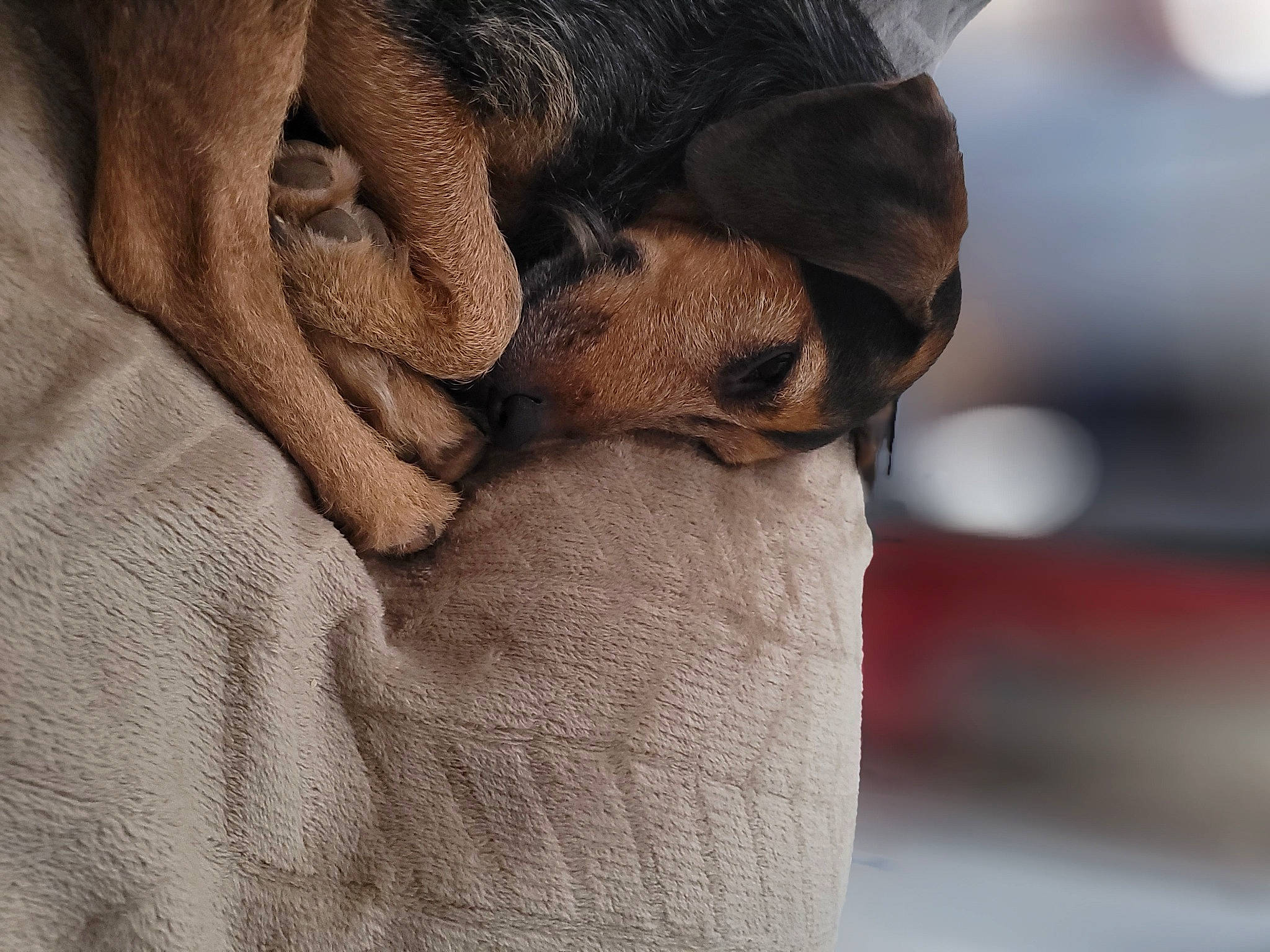 Naya a rejoint le concours — aidez-le/la à gagner de superbes lots ! carnivore, comfort, companion_dog, dog, dog_breed, ear, fawn, fur, grey, human_leg, linens, liver, nail, snout, sporting_group, terrestrial_animal, whiskers, wood, working_animal, wrinkle