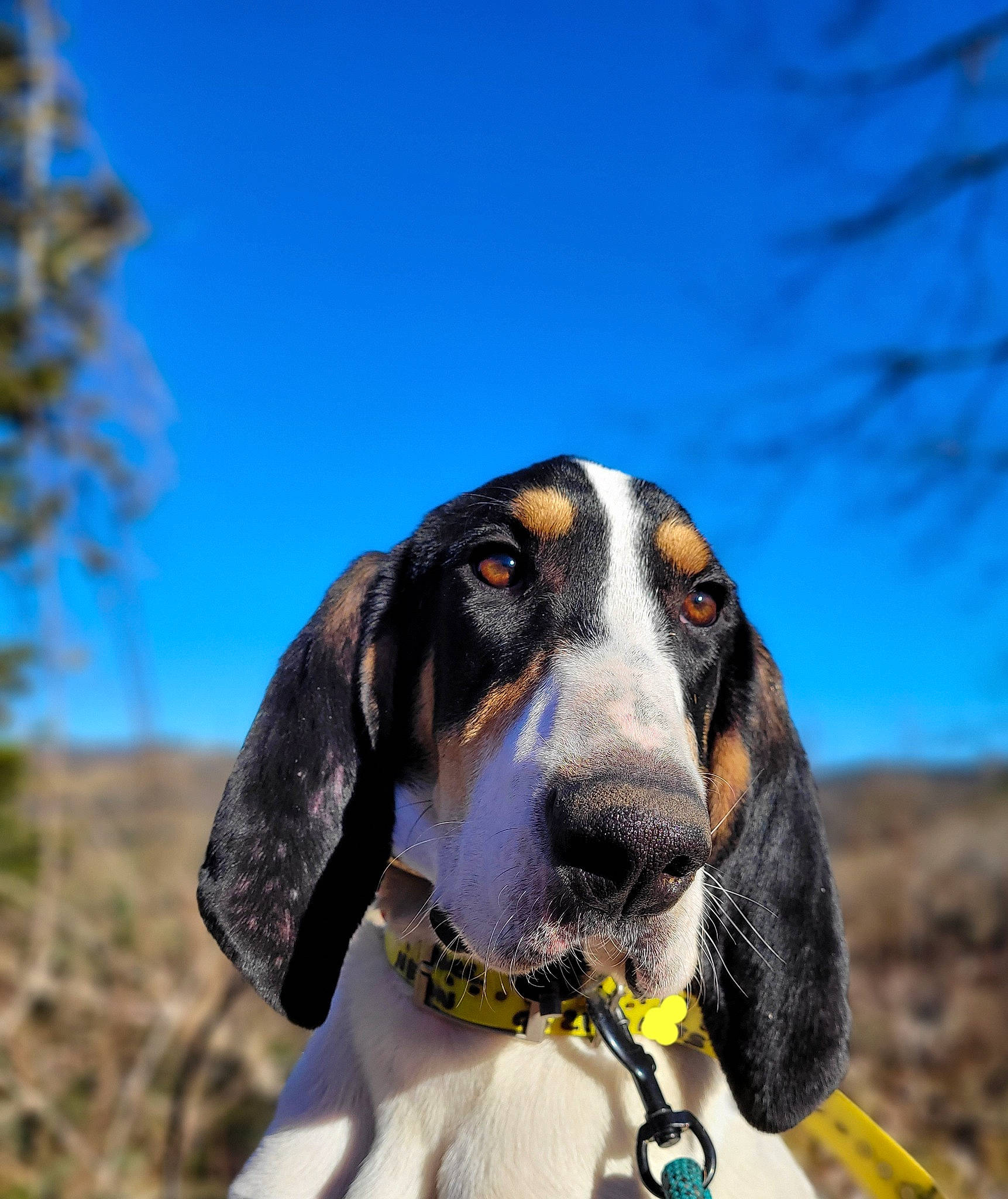 Rambo a rejoint le concours — aidez-le/la à gagner de superbes lots ! canidae, carnivore, collar, companion_dog, dog, dog_breed, dog_collar, dog_supply, electric_blue, fur, hound, hunting_dog, leash, pet_supply, sky, sporting_group, tree, whiskers, working_animal, working_dog