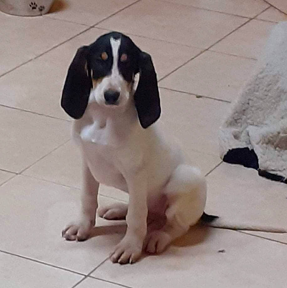 Rambo participe au concours pour gagner de l'argent avec cette photo : canidae, carnivore, companion_dog, composite_material, dog, dog_breed, foot, hunting_dog, non_sporting_group, paw, sitting, snout, sporting_group, working_animal