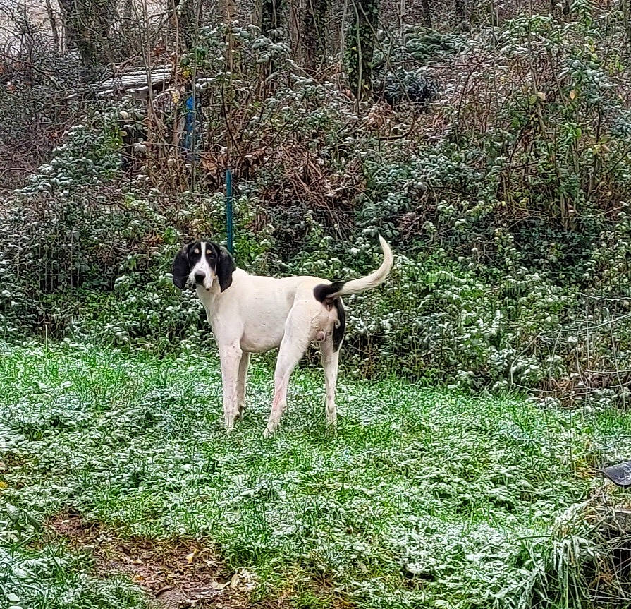Rambo a rejoint le concours — aidez-le/la à gagner de superbes lots ! canidae, carnivore, collar, companion_dog, dog, dog_breed, dog_collar, fawn, grass, groundcover, gun_dog, non_sporting_group, pasture, plant, rampur_greyhound, shrub, sporting_group, tail, tree, working_animal