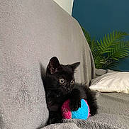 Alpha a rejoint le concours — aidez-le/la à gagner de superbes lots ! kitten, black_cat, toy_ball, sofa, blanket, indoor, plant, pillow, pet, cute, feline, cozy, home, curious, small, fur, playing, resting, young, animal