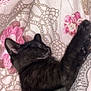 Alpha a rejoint le concours — aidez-le/la à gagner de superbes lots ! black_cat, kitten, sleeping, blanket, floral_pattern, cozy, pet, fur, animal, resting, cute, indoor, soft, peaceful, closeup, domestic_cat, whiskers, paw, young_cat, relaxing