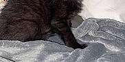 Alpha participe au concours pour gagner de l'argent avec cette photo : kitten, black_cat, pet, animal, feline, fur, whiskers, ears, eyes, blanket, pillow, indoor, cozy, cute, young, alert, soft_texture, resting, small, domestic