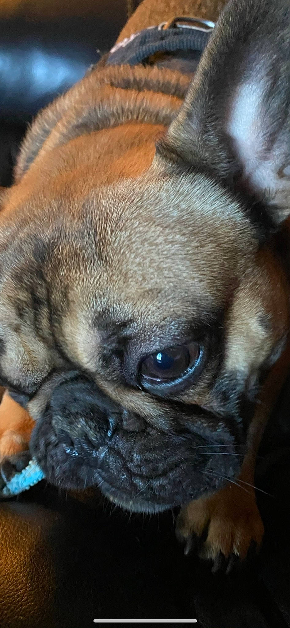 Beefy joined the competition — help win amazing prizes! canidae, carnivore, close_up, companion_dog, dog, dog_breed, electric_blue, eye, fawn, head, human_body, non_sporting_group, pug, snout, sporting_group, terrestrial_animal, toy_dog, whiskers, working_animal, wrinkle