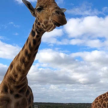 Jeremy is registered to the contest to win money with this photo: cloud, fawn, giraffe, giraffidae, grass, grassland, landscape, mammal, natural_landscape, nature_reserve, neck, pasture, plain, plant, prairie, sky, snout, terrestrial_animal, vertebrate, wildlife