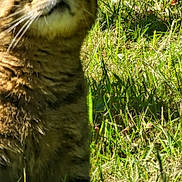 Uranus participe au concours pour gagner de l'argent avec cette photo : animal, cat, close_up, cute, daylight, domestic, eyes, feline, fur, grass, green, mammal, nature, outdoor, pet, portrait, sitting, sunlight, tabby, whiskers