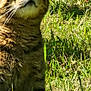 animal, cat, close_up, cute, daylight, domestic, eyes, feline, fur, grass, green, mammal, nature, outdoor, pet, portrait, sitting, sunlight, tabby, whiskers