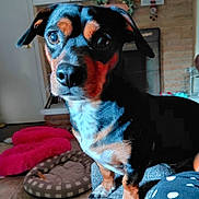 Danny joined the competition — help win amazing prizes! alert, animal, black_and_tan, canine, couch, dog, ears, fireplace, floor, fur, furniture, home, indoor, living_room, nose, paw, pet, pet_bed, tile_floor, whiskers