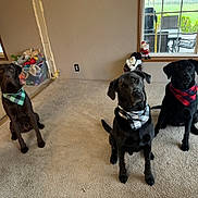 Buddy Koda Yogi is registered to the contest to win money with this photo: dog, indoor, carpet, bandana, black_dog, brown_dog, plaid, pet, animal, sitting, toy_bin, fan, window, holiday_decoration, santa_figurine, curious, three_dogs, domestic, living_room, house