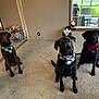 dog, indoor, carpet, bandana, black_dog, brown_dog, plaid, pet, animal, sitting, toy_bin, fan, window, holiday_decoration, santa_figurine, curious, three_dogs, domestic, living_room, house