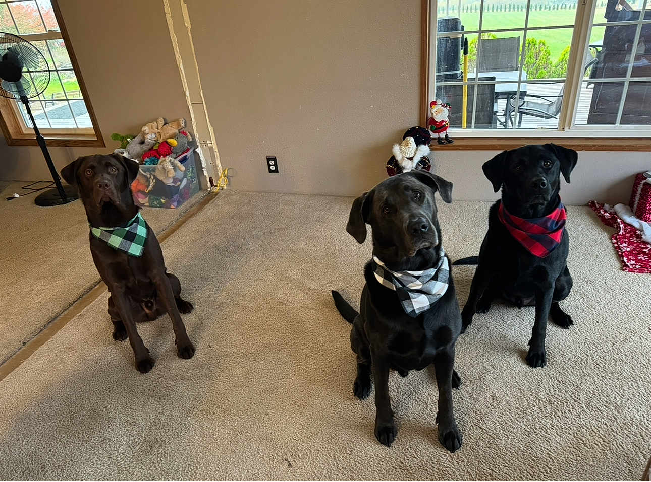 Buddy Koda Yogi is registered to the contest to win money with this photo: dog, indoor, carpet, bandana, black_dog, brown_dog, plaid, pet, animal, sitting, toy_bin, fan, window, holiday_decoration, santa_figurine, curious, three_dogs, domestic, living_room, house