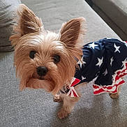 Tink is registered to the contest to win money with this photo: dog, pet, small_dog, yorkshire_terrier, dress, clothing, patriotic, stars, red, white, blue, couch, indoor, fur, ears, cute, animal, looking_up, portrait, domestic