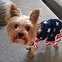 dog, pet, small_dog, yorkshire_terrier, dress, clothing, patriotic, stars, red, white, blue, couch, indoor, fur, ears, cute, animal, looking_up, portrait, domestic