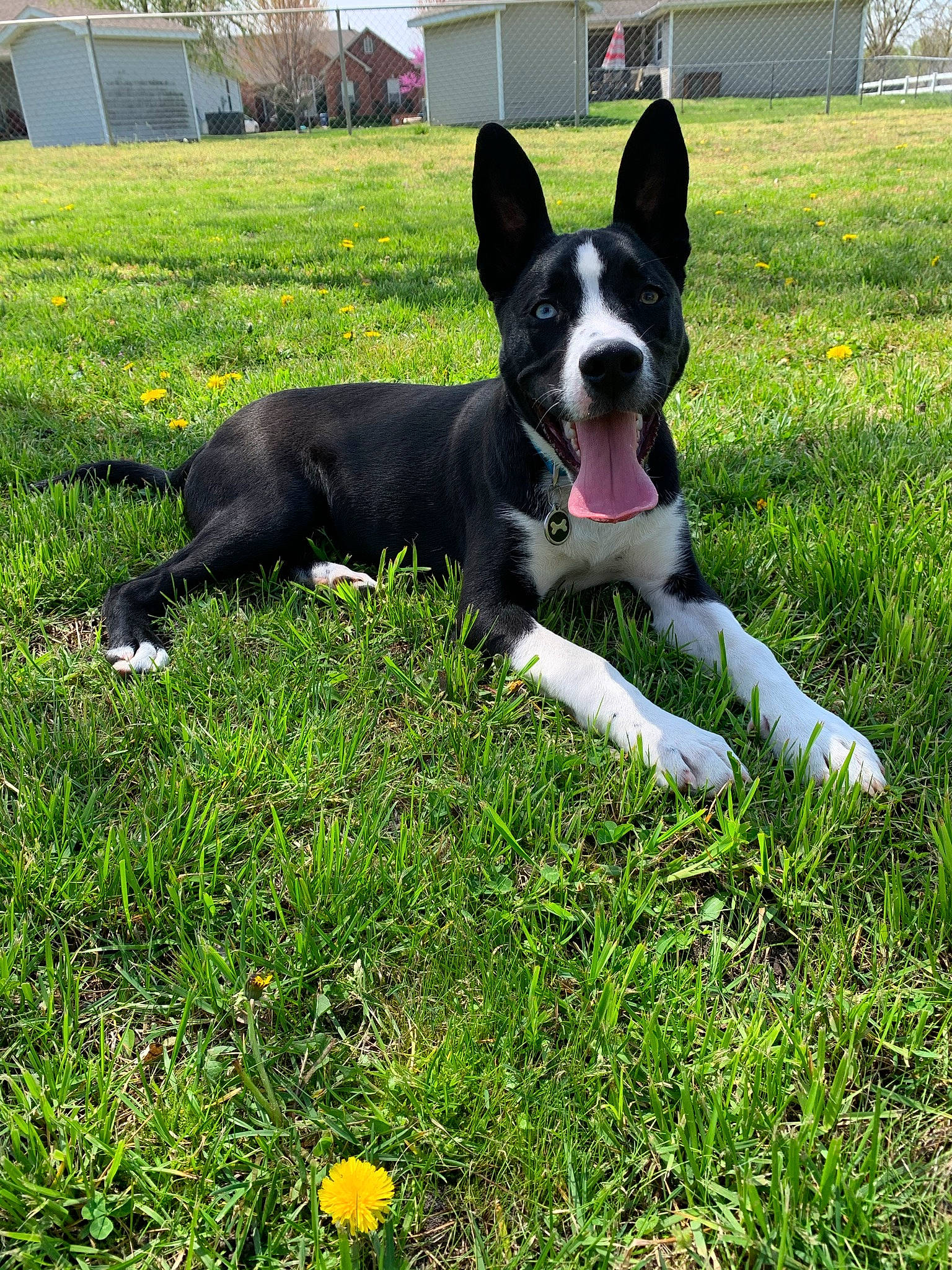 Titus is registered to the contest to win money with this photo: building, canidae, carnivore, companion_dog, dog, dog_breed, fawn, grass, grassland, groundcover, herding_dog, lawn, plant, snout, sporting_group, tail, tree, window, working_dog, yard