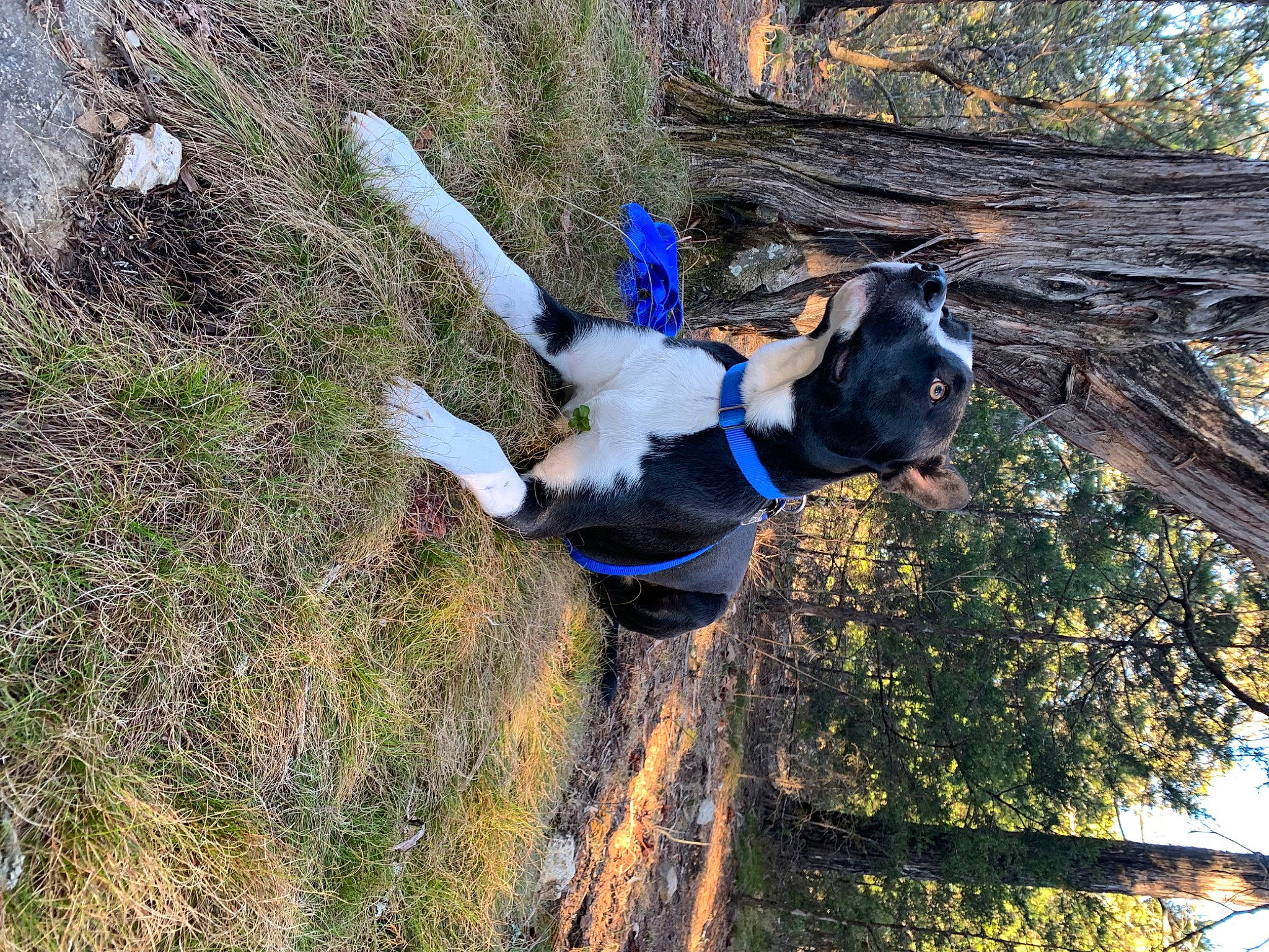 Titus joined the competition — help win amazing prizes! canidae, carnivore, companion_dog, dog, dog_breed, dog_supply, electric_blue, fawn, grass, leisure, pet_supply, plant, recreation, soil, sporting_group, tail, tree, trunk, wood, working_animal