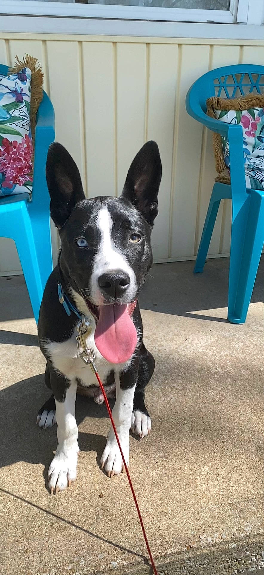 Titus is registered to the contest to win money with this photo: carnivore, chair, collar, companion_dog, dog, dog_breed, dog_collar, dog_supply, electric_blue, fur, herding_dog, non_sporting_group, snout, tail, whiskers, window, working_animal, working_dog