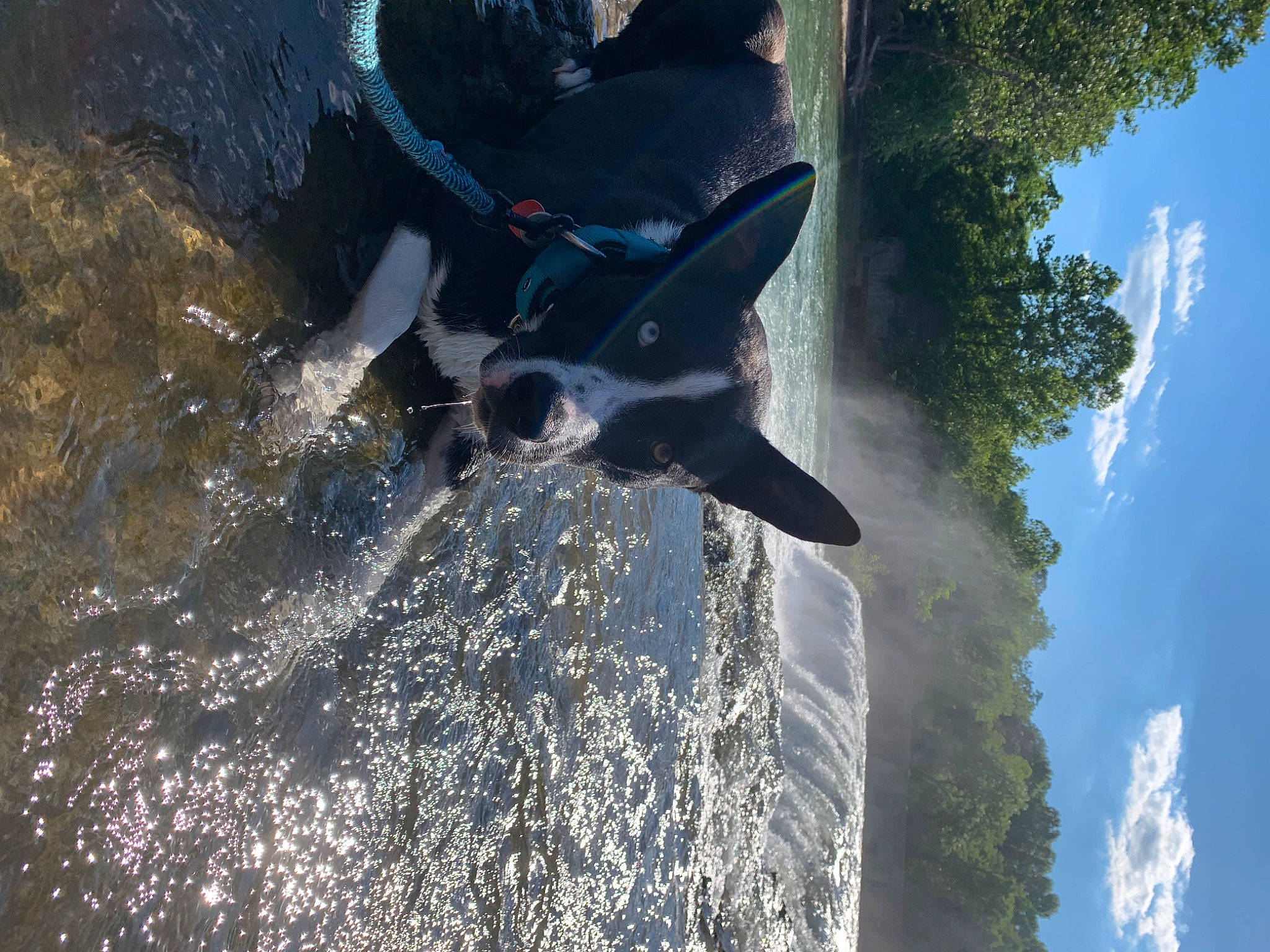 Titus joined the competition — help win amazing prizes! azure, beak, blue, body_of_water, cloud, electric_blue, fin, lake, leisure, plant, recreation, reflection, rock, sky, tree, water, water_resources, watercourse, wilderness, wing