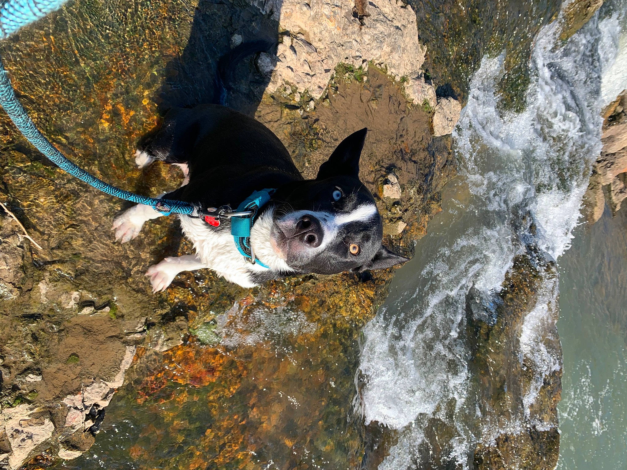 Titus is registered to the contest to win money with this photo: adventure, carnivore, collar, companion_dog, dog, dog_breed, dog_supply, electric_blue, fawn, fish, fun, leisure, recreation, rock, snout, sporting_group, stream, water, waterfall, working_animal