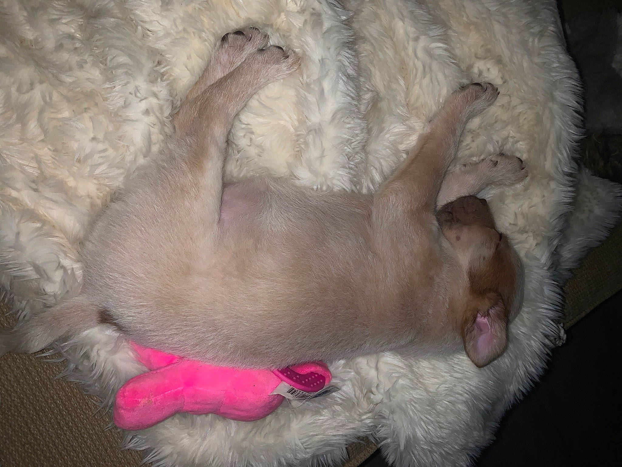 Iris joined the competition — help win amazing prizes! carnivore, cat, claw, collar, comfort, companion_dog, dog_breed, fawn, felidae, foot, fur, liver, paw, pet_supply, small_to_medium_sized_cats, snout, sporting_group, tail, terrestrial_animal, whiskers