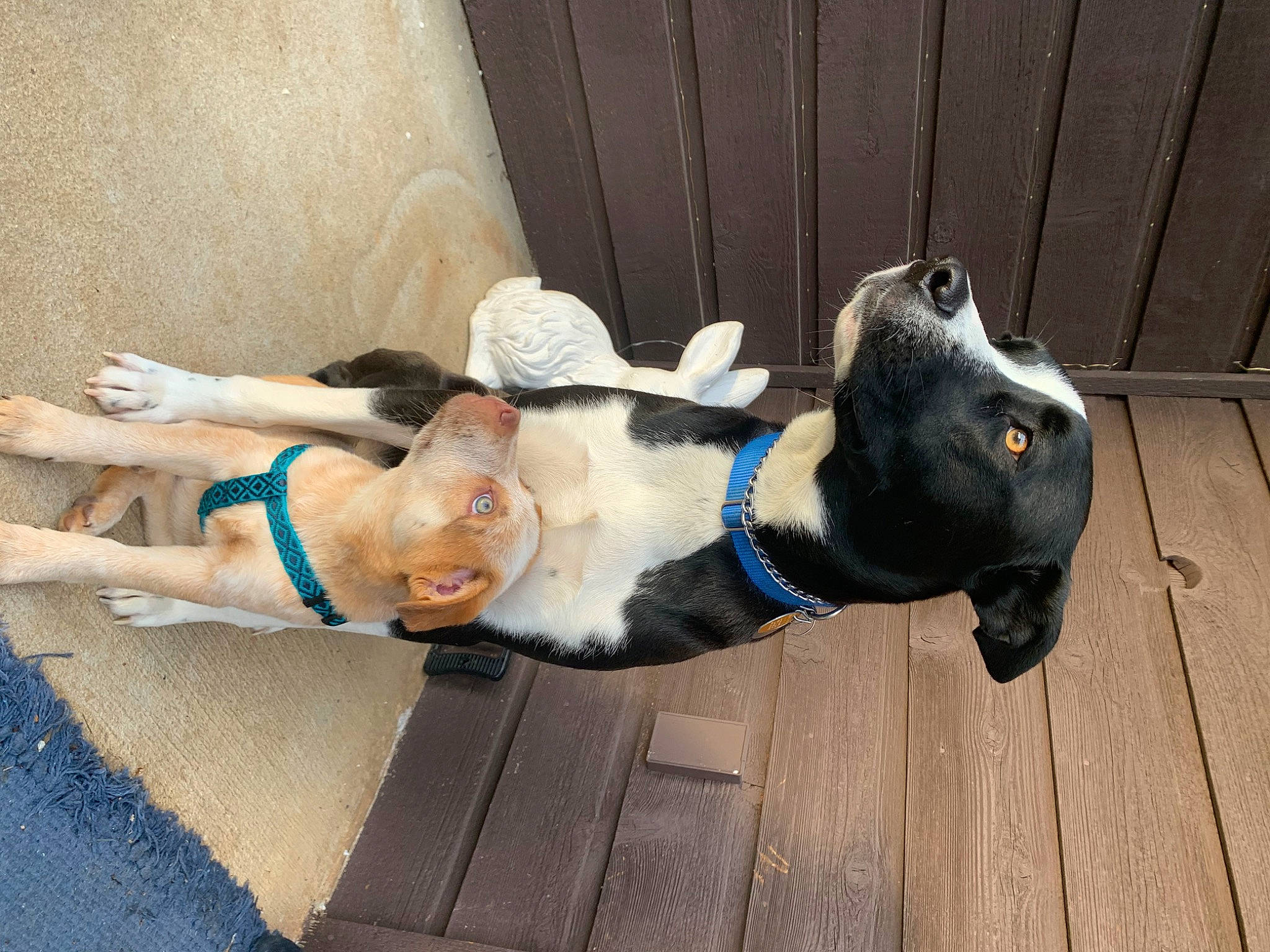 Iris joined the competition — help win amazing prizes! canidae, carnivore, collar, companion_dog, dog, dog_breed, dog_collar, dog_supply, dress, electric_blue, fashion_accessory, fawn, fence, pet_supply, smile, sporting_group, street_fashion, suit, wood, working_animal