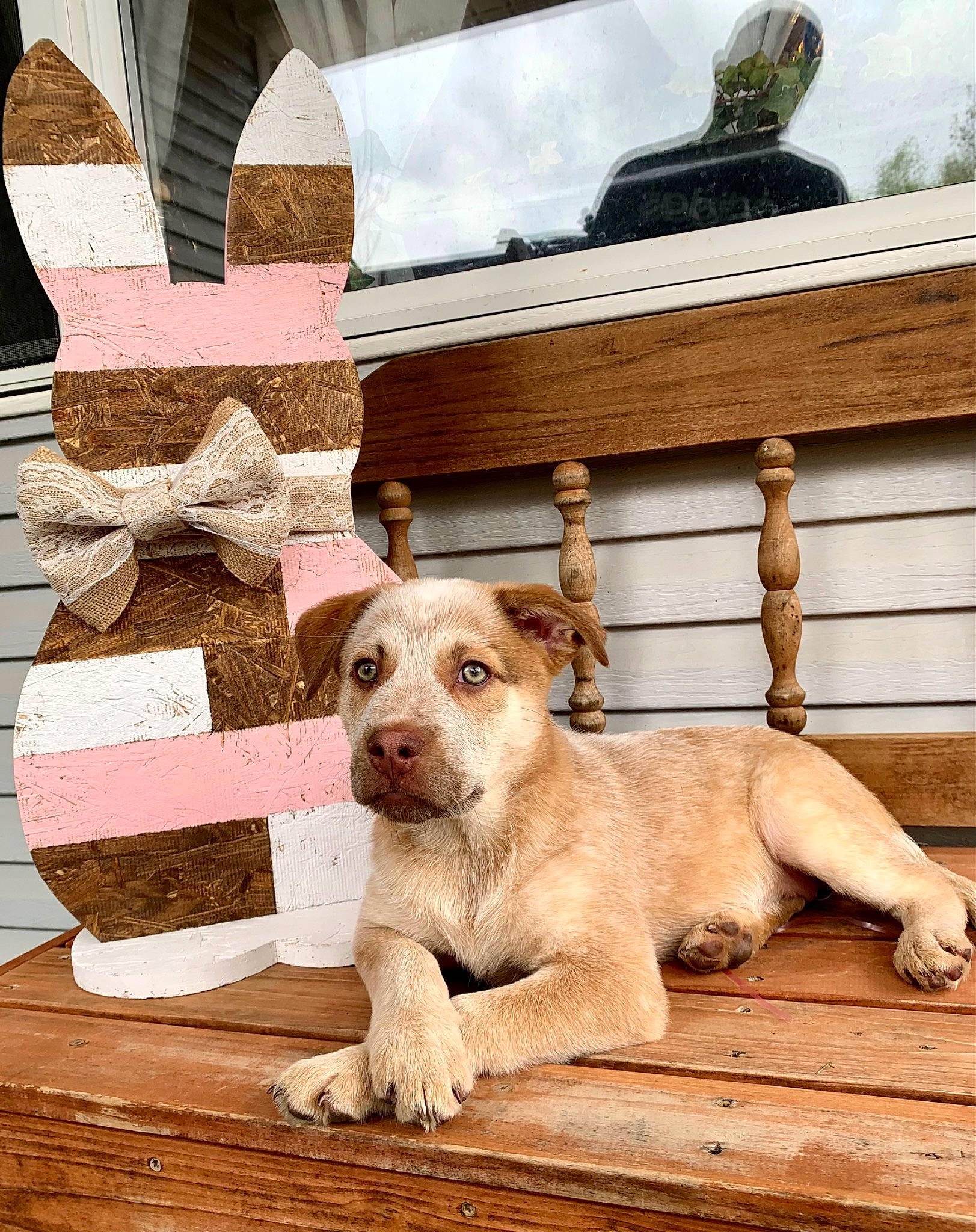 Iris is registered to the contest to win money with this photo: canidae, carnivore, cloud, companion_dog, dog, dog_breed, fawn, flooring, hardwood, house, pet_supply, rectangle, sky, snout, sporting_group, street_dog, tail, throw_pillow, wood, working_animal