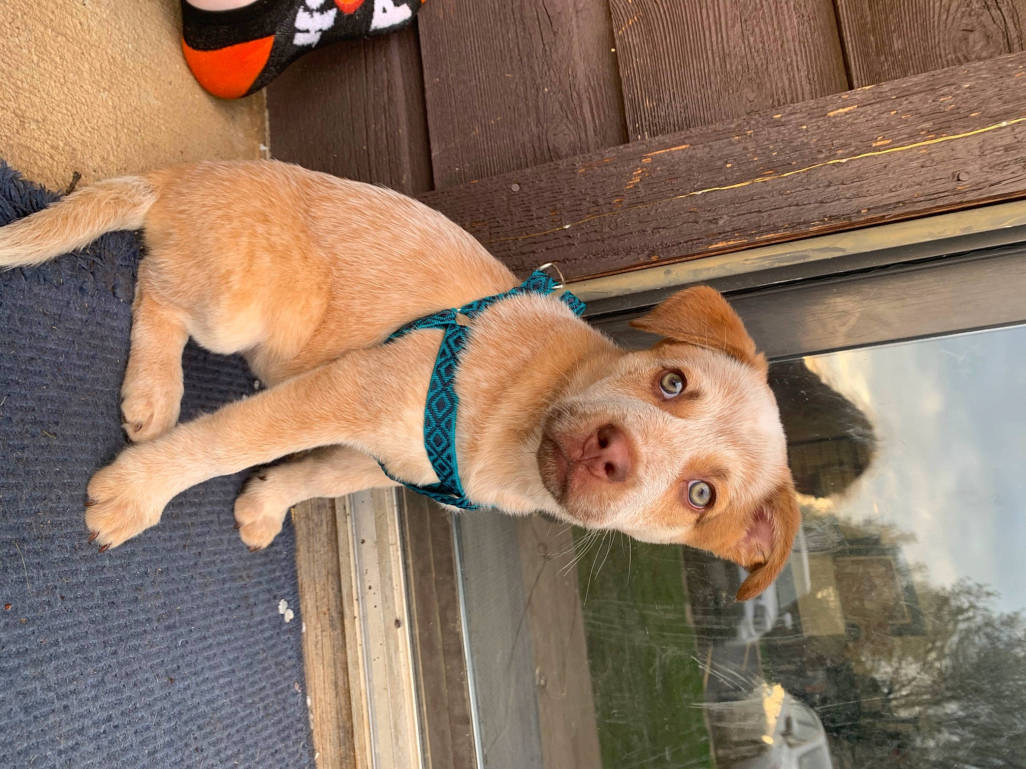 Iris joined the competition — help win amazing prizes! canidae, carnivore, collar, companion_dog, dog, dog_breed, dog_collar, fawn, fun, fur, leash, liver, pet_supply, snout, sporting_group, tail, toy, wood, working_animal, wrinkle