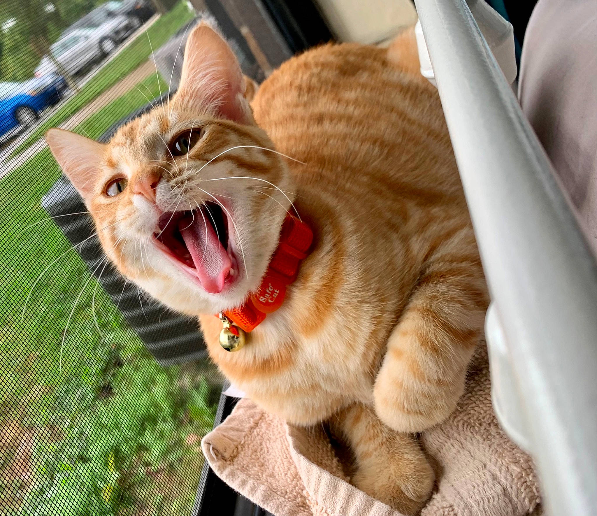 Pumpkin is registered to the contest to win money with this photo: car, carnivore, cat, collar, domestic_short_haired_cat, fang, fawn, felidae, jaw, paw, plant, roar, small_to_medium_sized_cats, smile, snout, tail, tooth, whiskers, window, yawn