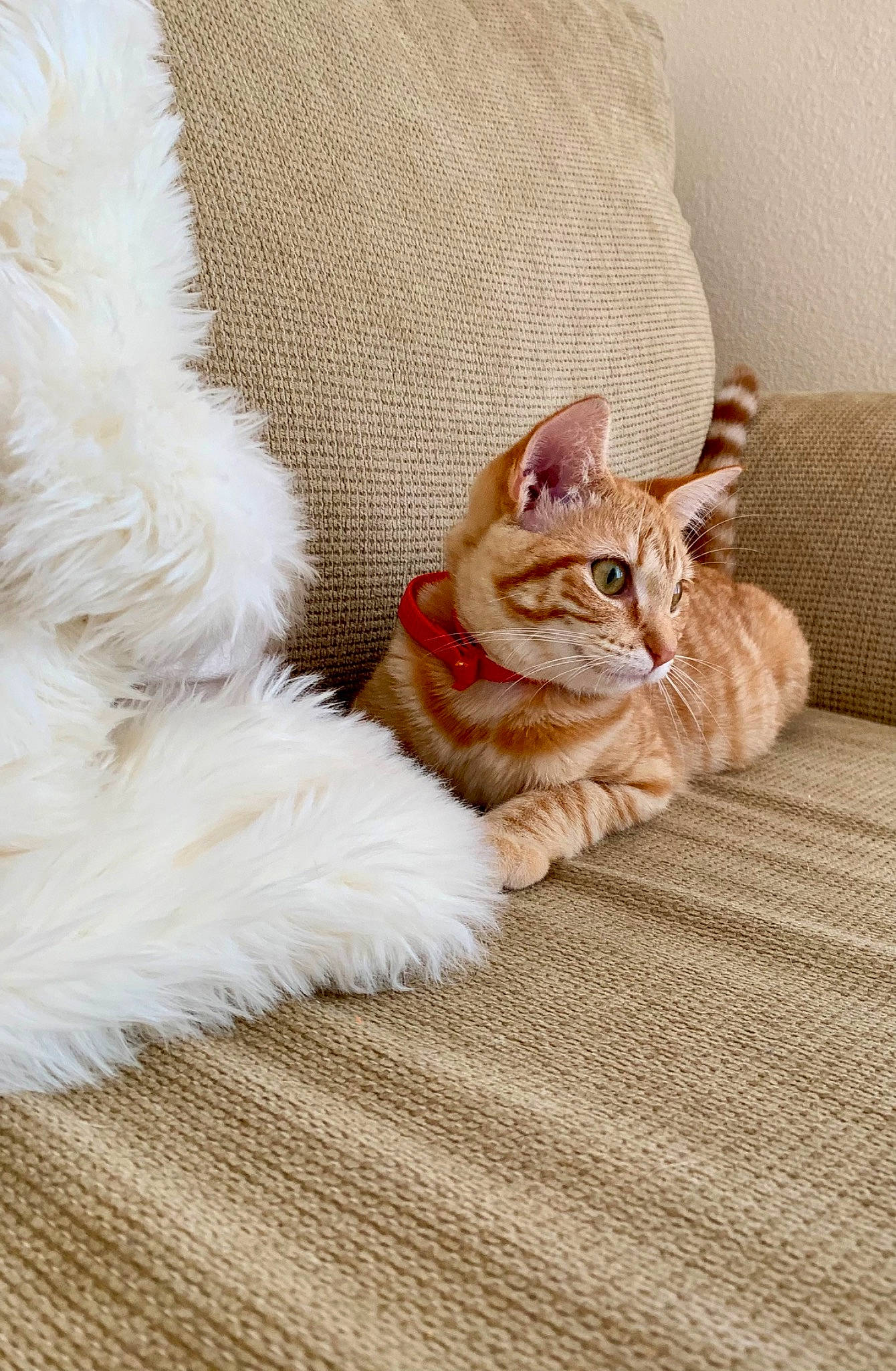 Pumpkin joined the competition — help win amazing prizes! bedding, carnivore, cat, claw, comfort, couch, domestic_short_haired_cat, fawn, felidae, flooring, foot, fur, linens, paw, sitting, small_to_medium_sized_cats, tail, whiskers, wood, wool