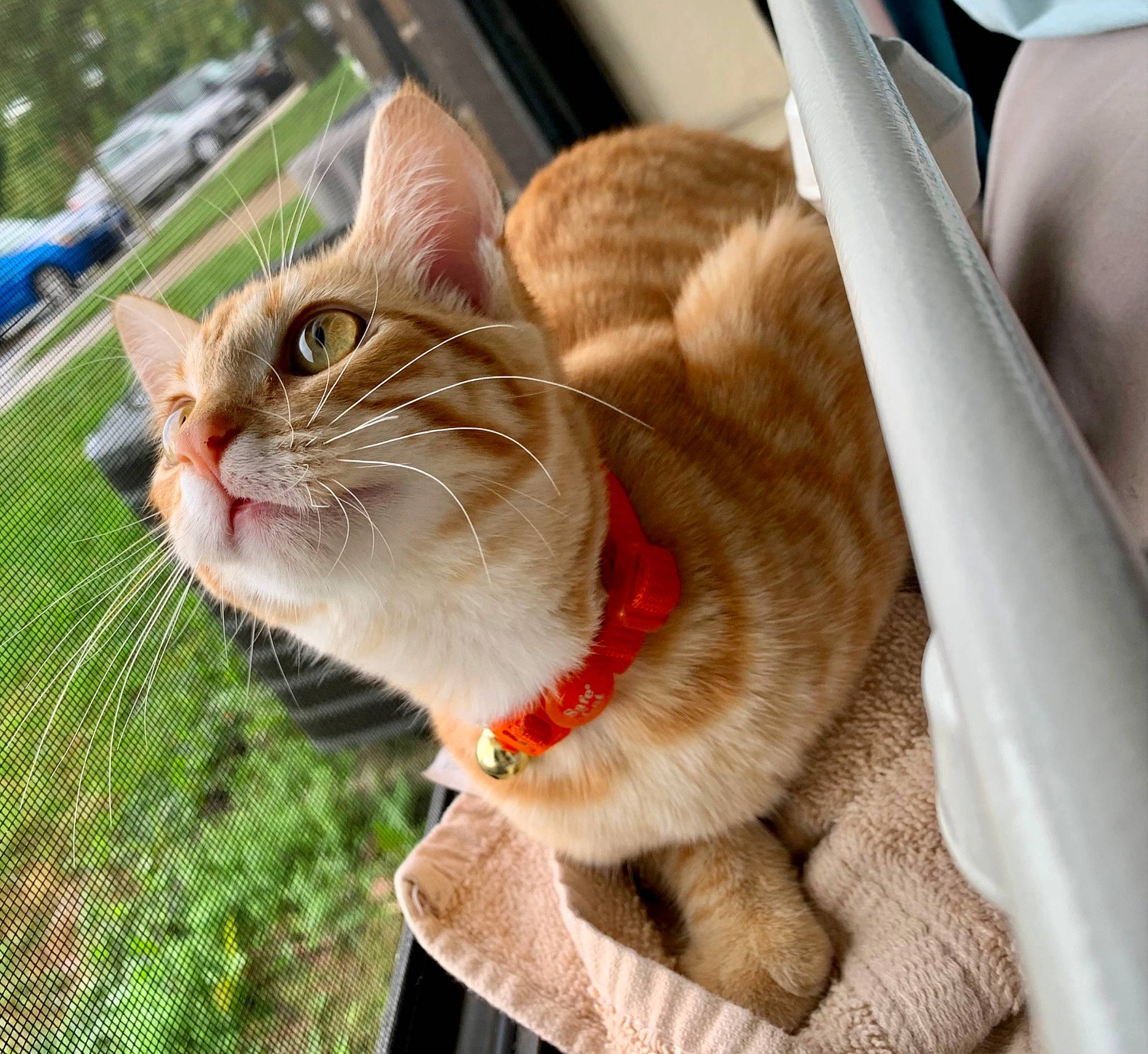 Pumpkin is registered to the contest to win money with this photo: car, carnivore, cat, collar, domestic_short_haired_cat, fawn, felidae, fur, grass, pet_supply, plant, small_to_medium_sized_cats, snout, tail, tire, tree, wheel, whiskers, window, wood