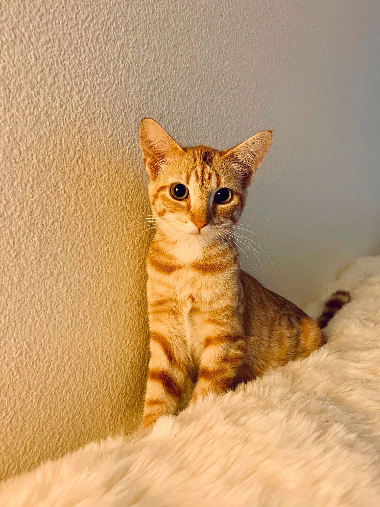 Pumpkin joined the competition — help win amazing prizes! carnivore, cat, claw, comfort, domestic_short_haired_cat, eye, fawn, felidae, fur, head, paw, sitting, small_to_medium_sized_cats, snout, tail, terrestrial_animal, whiskers, wildlife, wood