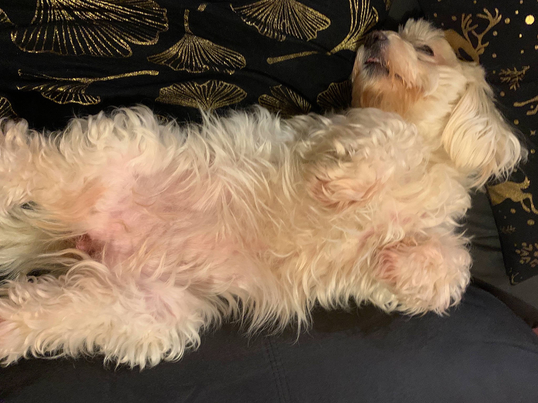 Jessy a rejoint le concours — aidez-le/la à gagner de superbes lots ! canidae, carnivore, companion_dog, dog, dog_breed, fawn, fur, labradoodle, liver, maltepoo, non_sporting_group, paw, small_terrier, snout, sporting_group, tail, terrier, toy_dog, working_animal, yorkipoo