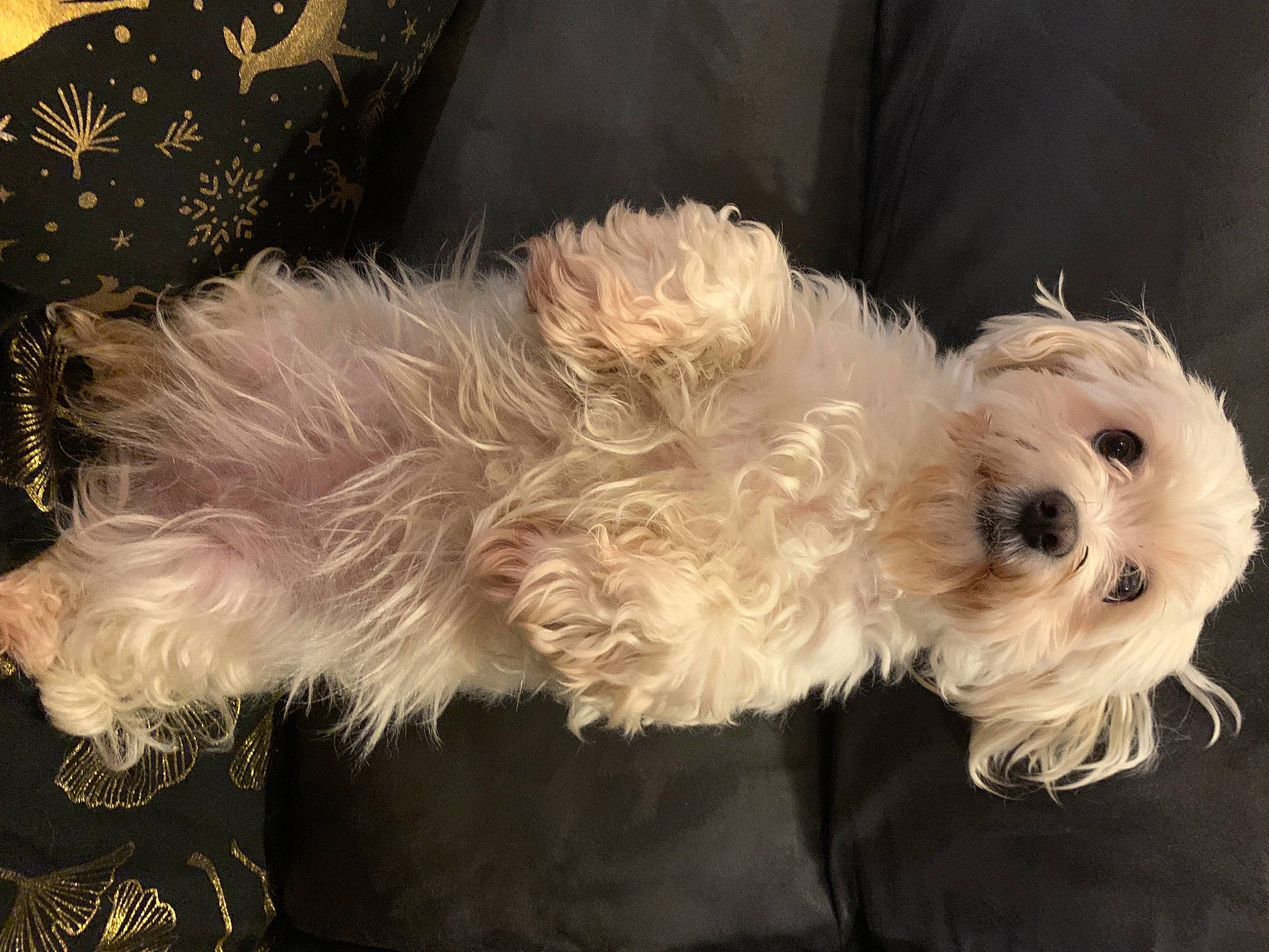 Jessy a rejoint le concours — aidez-le/la à gagner de superbes lots ! canidae, carnivore, companion_dog, dog, dog_breed, dog_supply, fur, labradoodle, maltepoo, poodle_crossbreed, puppy_love, small_terrier, snout, sporting_group, tail, terrier, toy_dog, water_dog, working_animal, yorkipoo