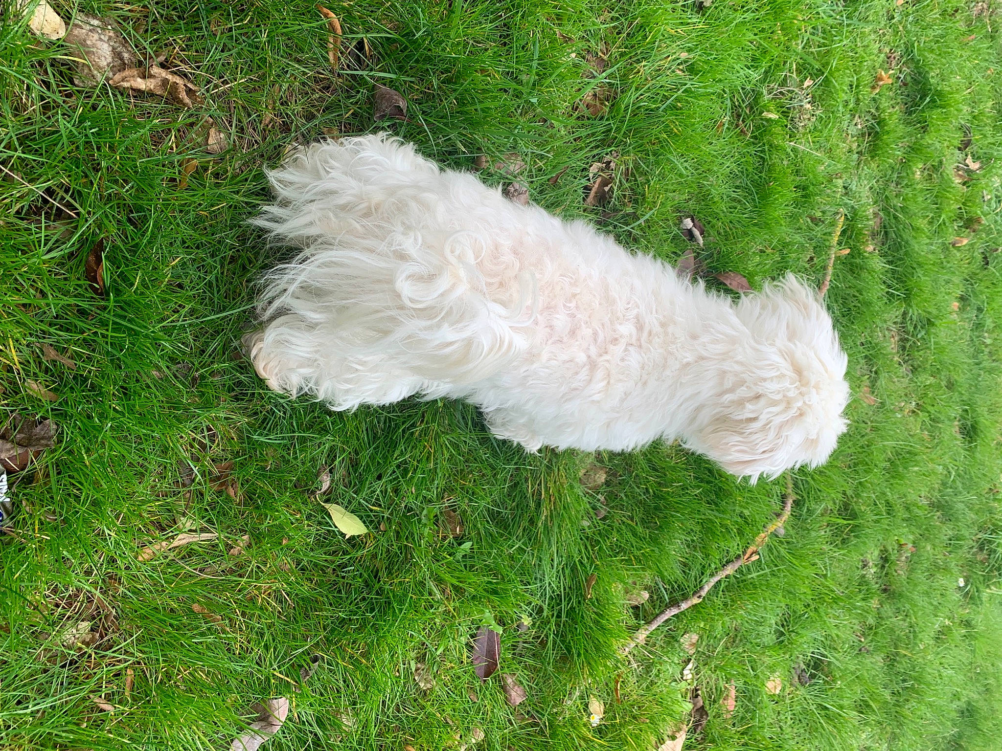 Jessy a rejoint le concours — aidez-le/la à gagner de superbes lots ! canidae, carnivore, companion_dog, dog, dog_breed, fashion_accessory, fur, grass, grassland, groundcover, non_sporting_group, pasture, plant, shrub, sporting_group, tail, terrier, toy_dog, water_dog