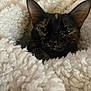 cat, tortoiseshell, blanket, cozy, sleepy, fur, pet, indoor, closeup, whiskers, ears, comfort, resting, animal, cute, soft, warm, nap, feline, relaxed