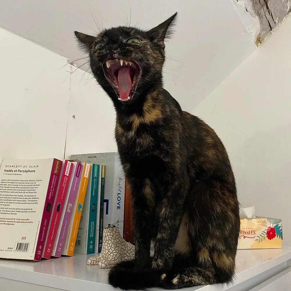 Myla participe au concours pour gagner de l'argent avec cette photo : animal, book_spines, books, cabinet, cat, ceiling, decor, figurine, fur, indoor, open_mouth, pet, sharp_teeth, shelf, sitting, teeth, tortoiseshell_cat, white_furniture, wide_mouth, yawning