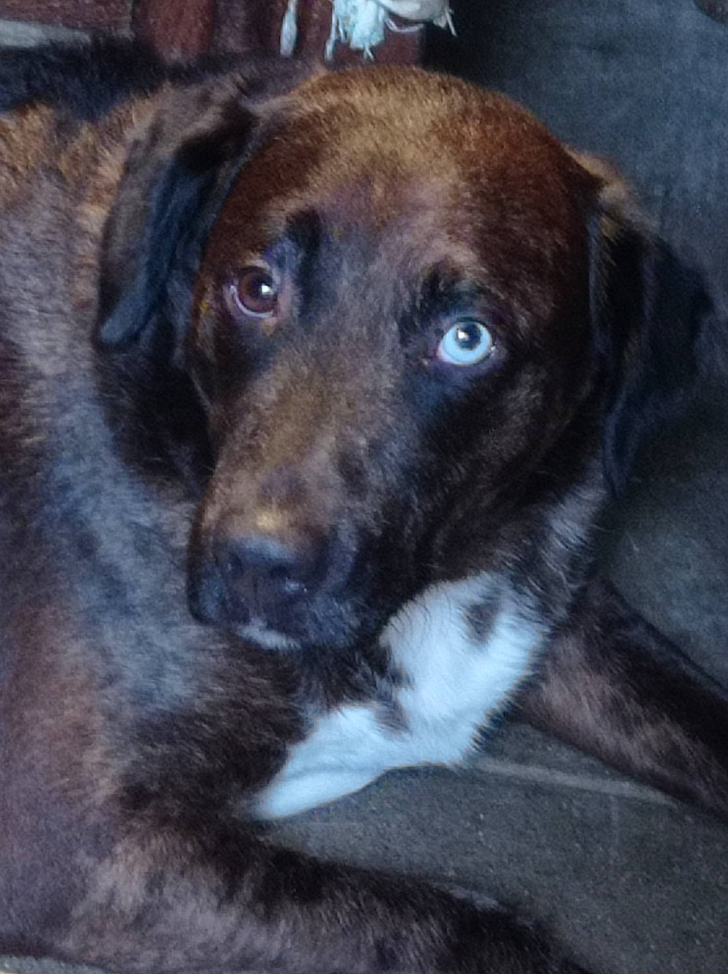 Marlow participe au concours pour gagner de l'argent avec cette photo : borador, carnivore, companion_dog, dog, dog_breed, eye, fur, guard_dog, snout, sporting_group, street_dog, terrestrial_animal, whiskers, working_animal, working_dog