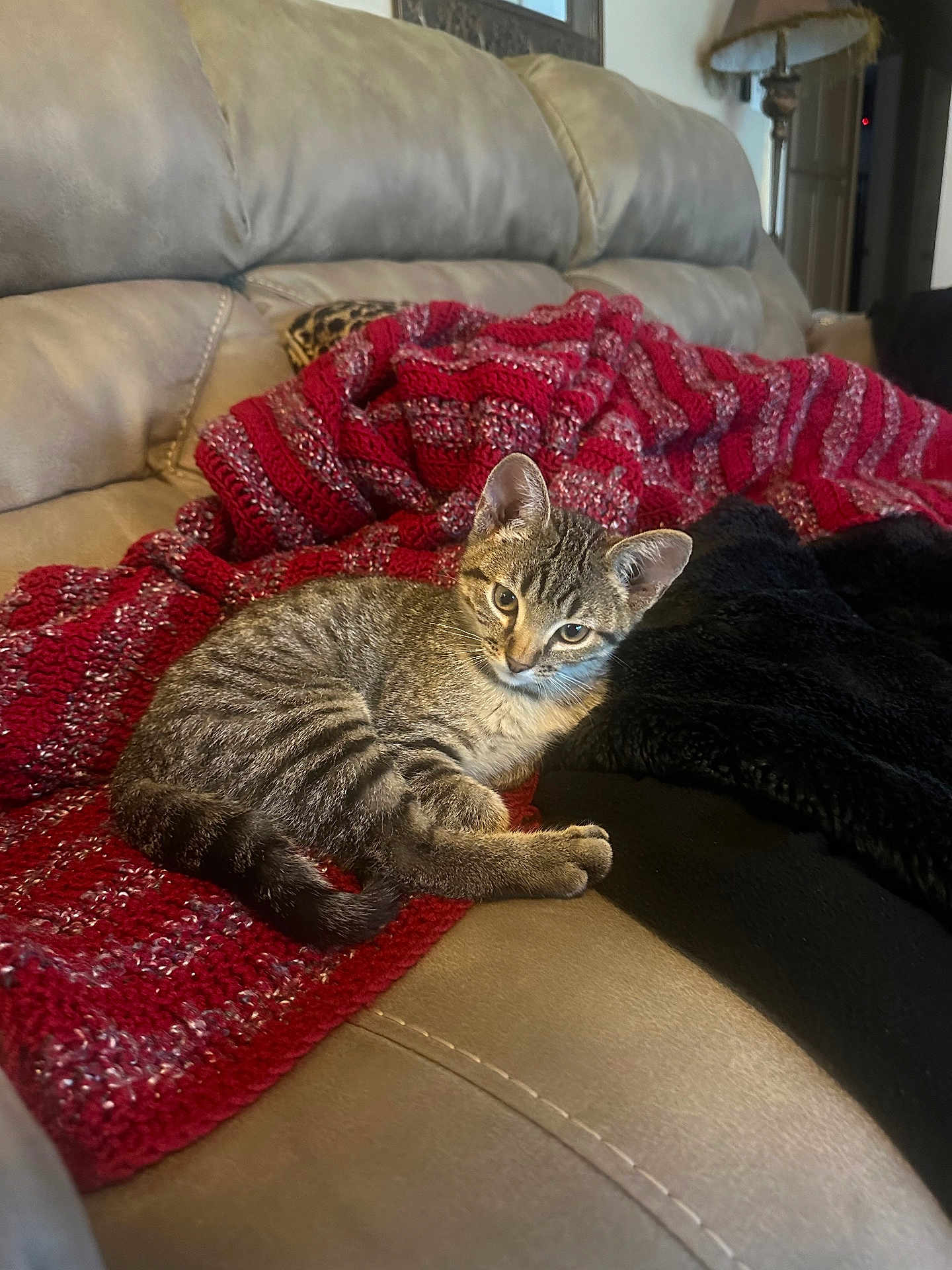 Jagger joined the competition — help win amazing prizes! tabby_cat, kitten, couch, leather, blanket, red_blanket, black_blanket, indoor, pet, feline, resting, cozy, fur, whiskers, ears, curious, home, furniture, domestic_animal, relaxing