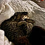 cat, tabby, sleeping, curled_up, blanket, soft, texture, indoor, cozy, fur, pet, resting, comfort, snuggled, feline, bedroom, warm_light, animal, relaxation, domestic