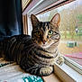 Jax is registered to the contest to win money with this photo: cat, tabby, window, curtains, blanket, indoor, pet, feline, green_eyes, striped_fur, resting, domestic_cat, natural_light, windowsill, closeup, animal, cozy, looking_out, holiday, home