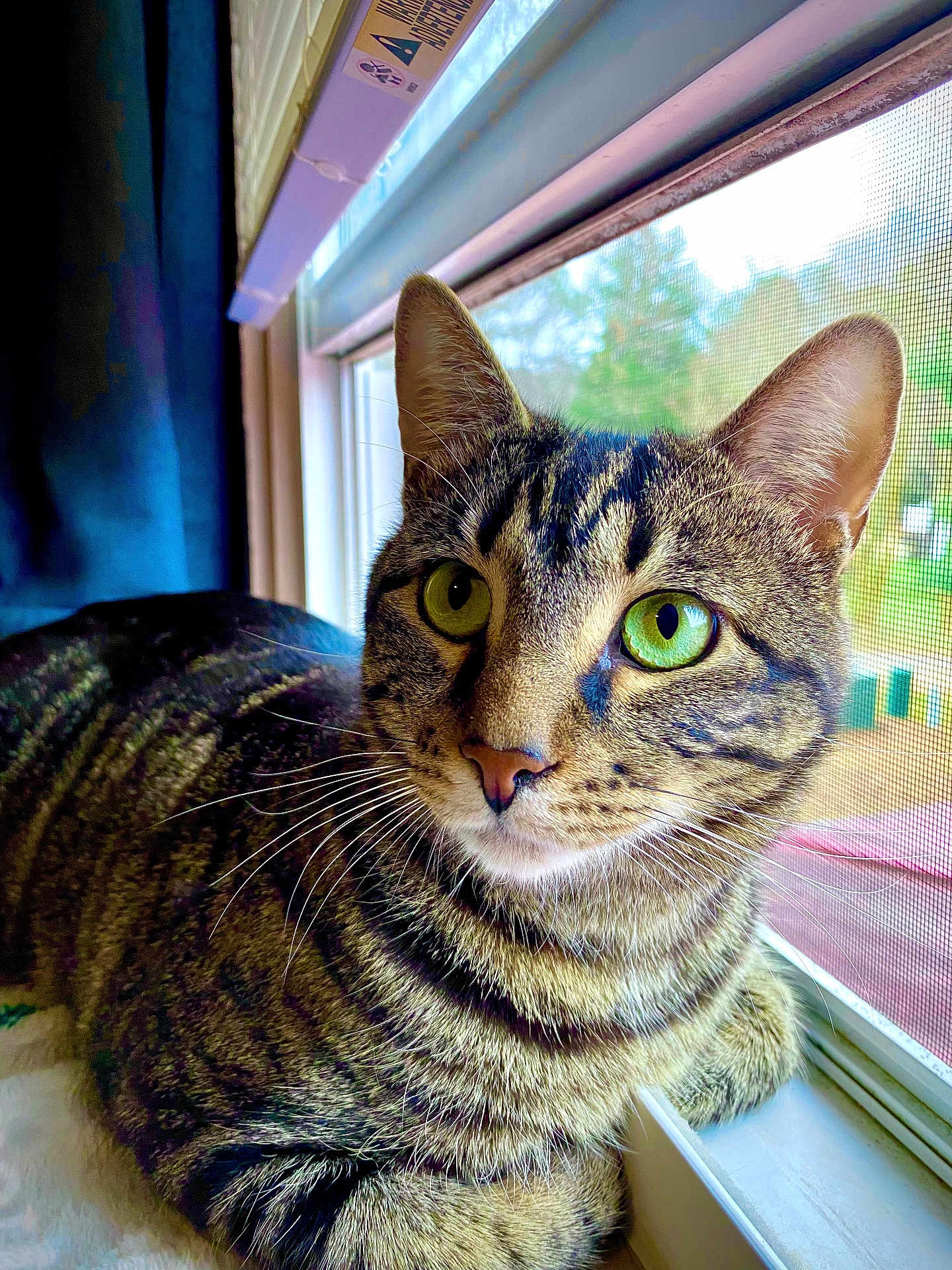 Jax joined the competition — help win amazing prizes! cat, tabby, green_eyes, windowsill, indoor, pet, feline, whiskers, closeup, animal, resting, curious, striped, domestic_cat, window_screen, daylight, fur, ears, portrait, cute