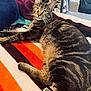 cat, tabby_cat, pet, animal, feline, indoor, blanket, striped, orange, purple, furniture, carpet, relaxing, lying_down, looking_at_camera, whiskers, ears, fur, green_eyes, cozy