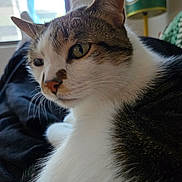 Zuse is registered to the contest to win money with this photo: cat, tabby_cat, white_fur, close_up, pet, indoor, resting, window, lamp, green_bay_packers, soft_light, fur, whiskers, animal, domestic_cat, relaxed, bedroom, black_blanket, portrait, side_profile