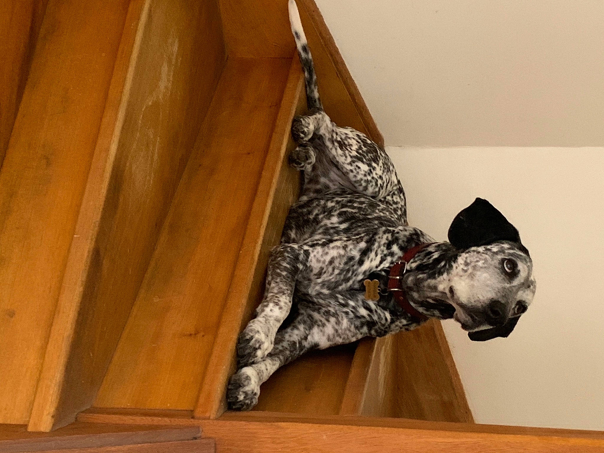 Flanelle a rejoint le concours — aidez-le/la à gagner de superbes lots ! army, art, camouflage, carmine, door, flooring, hardwood, hat, military, military_camouflage, military_person, military_uniform, pattern, plywood, room, soldier, visual_arts, window, wood, wood_stain