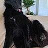 Ankaa participe au concours pour gagner de l'argent avec cette photo : dog, black_dog, long_hair, pointed_ears, tongue_out, sitting, lounging, couch, indoor, living_room, houseplant, portrait, pet, canine, fluffy, black_fur, paw, relaxed, home_decor, photography