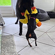 Ankaa a rejoint le concours — aidez-le/la à gagner de superbes lots ! dogs, two_dogs, black_dog, small_dog, large_dog, playing, toy, plush_toy, chicken_toy, tug_of_war, indoors, tile_floor, sunlight, window, garden, dog_bed, pet, canine, playful, action