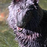 Ankaa participe au concours pour gagner de l'argent avec cette photo : dog, black_dog, scruffy_fur, wet_fur, pointed_ears, open_mouth, smiling, teeth, outdoor, nature, water, portrait, close_up, animal, pet, sunlight, dramatic_lighting, shaggy_coat, alert, blurred_background