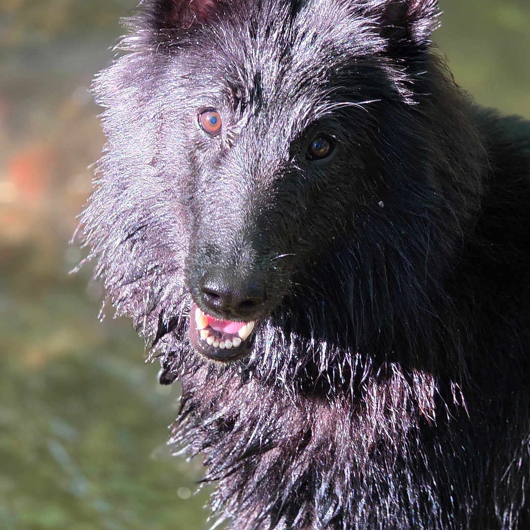 Ankaa participe au concours pour gagner de l'argent avec cette photo : dog, black_dog, scruffy_fur, wet_fur, pointed_ears, open_mouth, smiling, teeth, outdoor, nature, water, portrait, close_up, animal, pet, sunlight, dramatic_lighting, shaggy_coat, alert, blurred_background