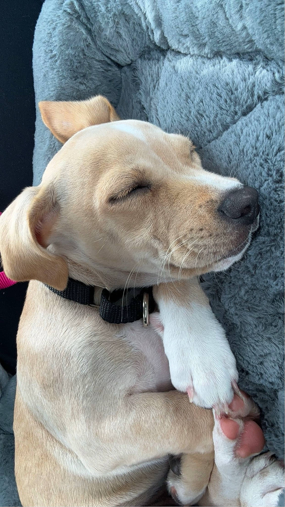 Ollie is registered to the contest to win money with this photo: canidae, carnivore, collar, companion_dog, dog, dog_breed, dog_collar, fawn, foot, fur, gun_dog, pet_supply, snout, sporting_group, whiskers, working_animal