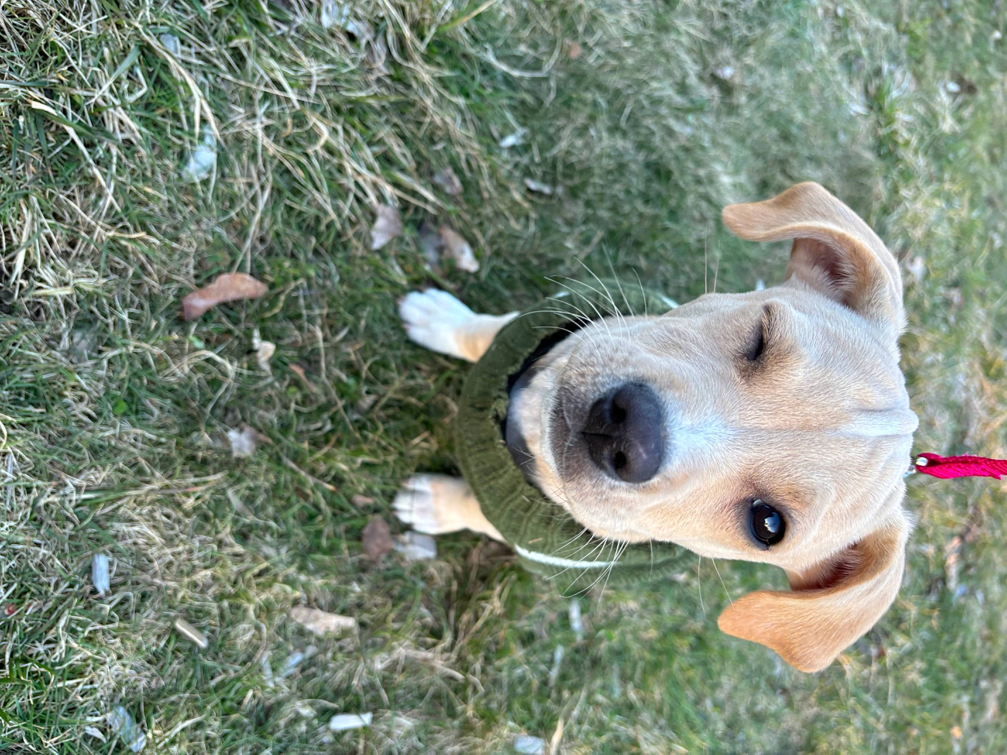 Ollie joined the competition — help win amazing prizes! ball, canidae, carnivore, collar, companion_dog, dog, dog_breed, dog_collar, dog_supply, fawn, grass, pack_animal, plant, snout, sporting_group, terrestrial_animal, toy, whiskers, wood, working_animal